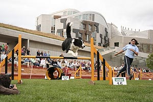 Dog agility display