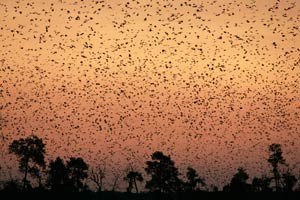 Migration of fruit bats