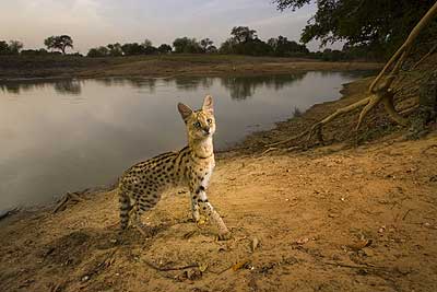 a serval cat by a river in Chad. 