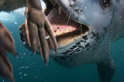 a female leopard seal places a penguin on top of the photographer's camera 